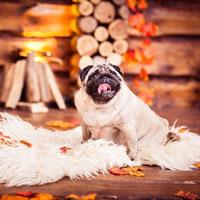Keep Your Pets Calm During the Holiday Season with These Tips