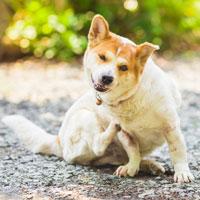 What is Mange?